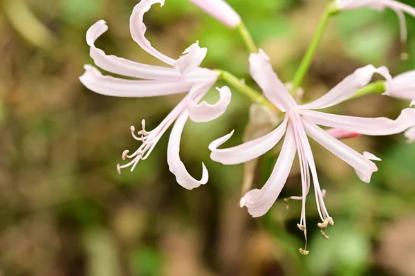 Красиві Рожеві Білі Квіти Ростуть Саду — стокове фото