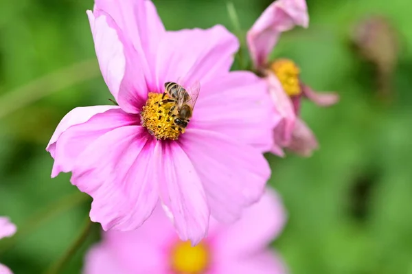 Пчела Сидит Красивых Розовых Цветах Растущих Саду — стоковое фото