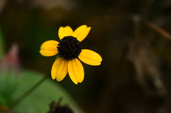 Красиві Жовті Квіти Ростуть Саду — стокове фото