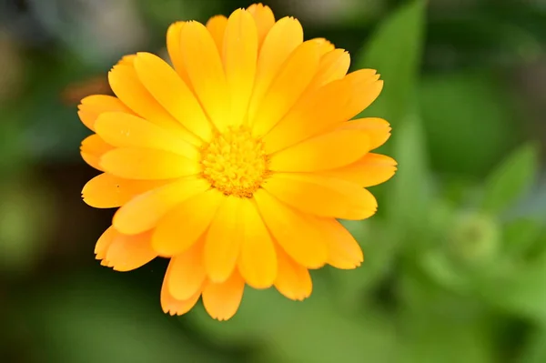 Schöne Orangefarbene Blumen Wachsen Garten — Stockfoto