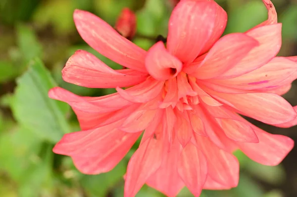 Όμορφα Κόκκινα Λουλούδια Που Αυξάνεται Στον Κήπο — Φωτογραφία Αρχείου
