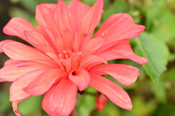 Όμορφα Κόκκινα Λουλούδια Που Αυξάνεται Στον Κήπο — Φωτογραφία Αρχείου