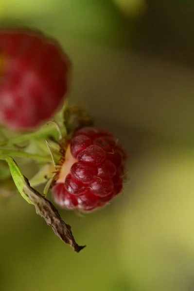 树莓丛生 夏季概念 — 图库照片