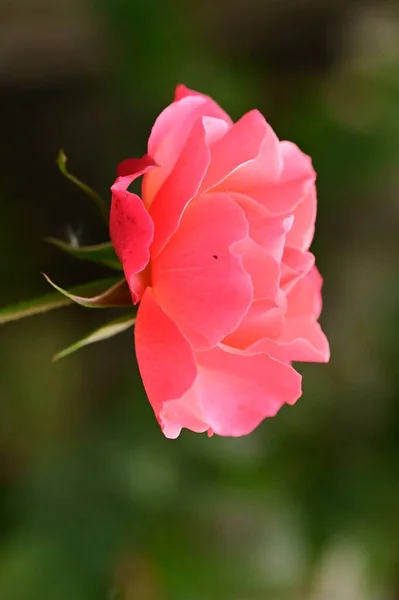 Vacker Rosa Ros Trädgården Sommar Bakgrund — Stockfoto