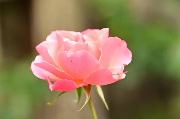 Красивая Розовая Роза Саду Летний Фон — стоковое фото