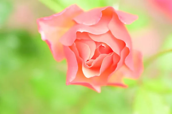 Schöne Rosa Rose Garten Sommer Hintergrund — Stockfoto