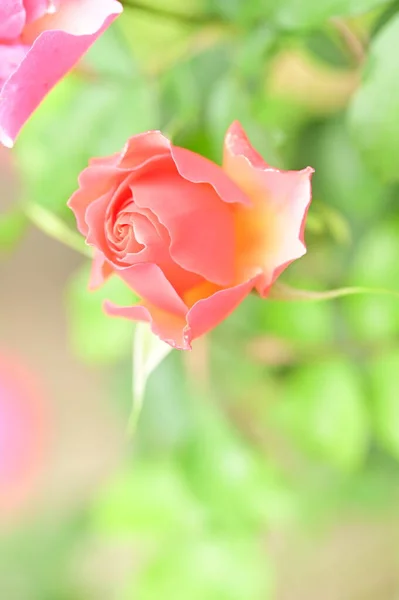 Rosa Bonita Rosa Jardim Fundo Verão — Fotografia de Stock