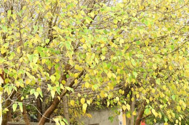 Sonbahar ağaçları arka planda, parktaki ağaç dalları