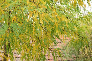 Sonbahar ağaçları arka planda, parktaki ağaç dalları