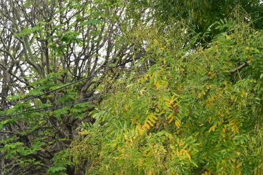 Sonbahar ağaçları arka planda, parktaki ağaç dalları