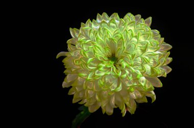 Siyah arkaplanda beyaz kasımpatı