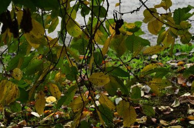 Sonbahar ağaçları arka planda, parktaki ağaç dalları