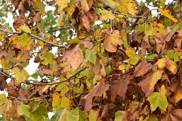 秋天的树木背景 公园里的树枝 — 图库照片