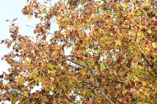 秋の木の背景公園内の木の枝 — ストック写真