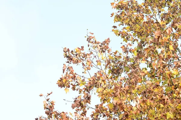 Herbst Bäume Hintergrund Äste Von Bäumen Park — Stockfoto