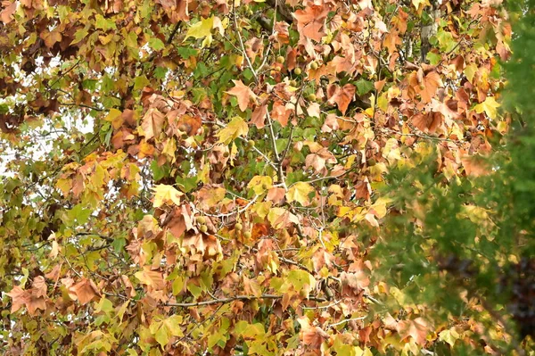 Sonbahar Ağaçları Arka Planda Parktaki Ağaç Dalları — Stok fotoğraf