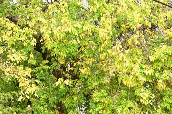Фон Осінніх Дерев Гілки Дерев Парку — стокове фото