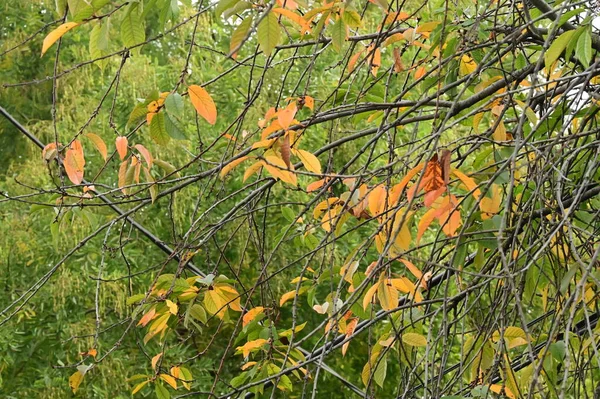 Φθινοπωρινά Δέντρα Φόντο Κλαδιά Των Δέντρων Στο Πάρκο — Φωτογραφία Αρχείου