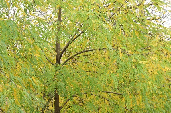 秋天的树木背景 公园里的树枝 — 图库照片