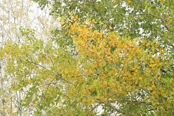 Outono Árvores Fundo Ramos Árvores Parque — Fotografia de Stock
