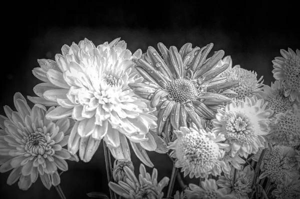 Kaunis Krysanteemit Syksyn Kukkia Lähikuva — kuvapankkivalokuva