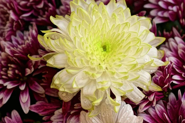 Piękne Chryzantemy Jesienne Kwiaty Zbliżenie — Zdjęcie stockowe