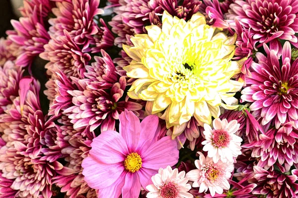 Schöne Chrysanthemen Herbstblumen Aus Nächster Nähe — Stockfoto