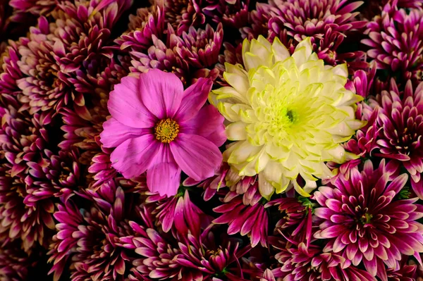 Красиві Хризантеми Осінні Квіти Крупним Планом — стокове фото