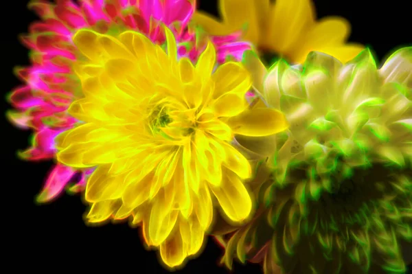 Hermosos Crisantemos Flores Otoño Cerca —  Fotos de Stock