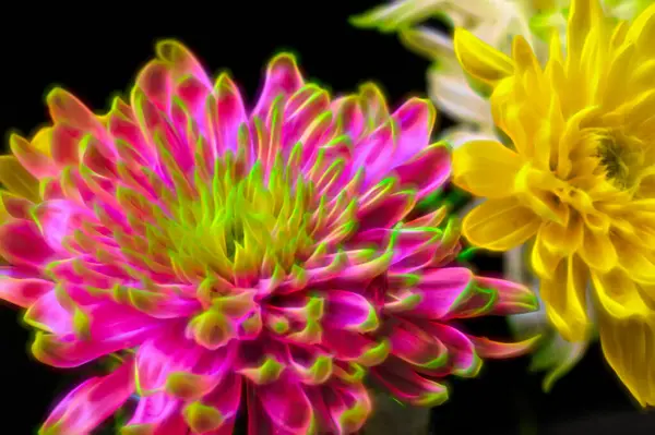 Hermosos Crisantemos Flores Otoño Cerca — Foto de Stock