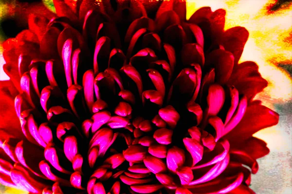 Розовые Цветки Хризантем — стоковое фото