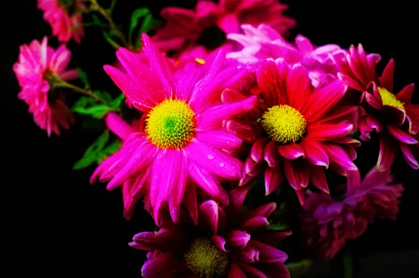 Gyönyörű Krizantém Őszi Virágok Közelről — Stock Fotó