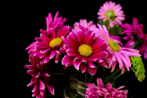 Lindos Crisântemos Flores Outono Close — Fotografia de Stock