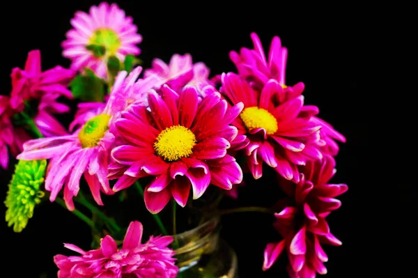เบญจมาศท สวยงาม ดอกไม ใบไม — ภาพถ่ายสต็อก