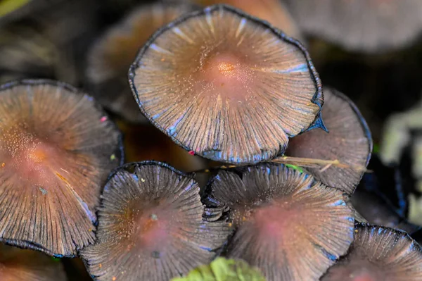 Closeup Shot Mushrooms Growing Ground — Stock Photo, Image