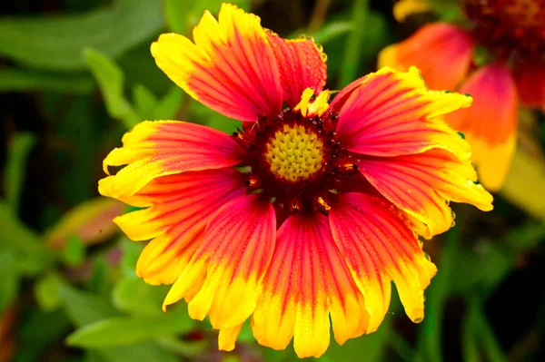 Närbild Vacker Blomma — Stockfoto