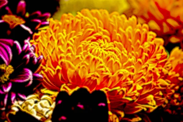 Beaux Chrysanthèmes Fleurs Automne Gros Plan — Photo