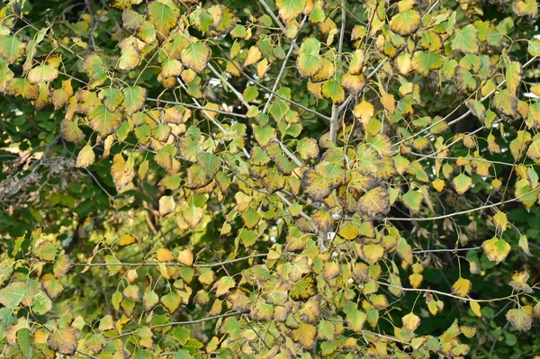 stock image autumn trees background, branches of trees in the park