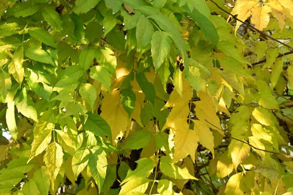 Herfst Bomen Achtergrond Takken Van Bomen Het Park — Stockfoto