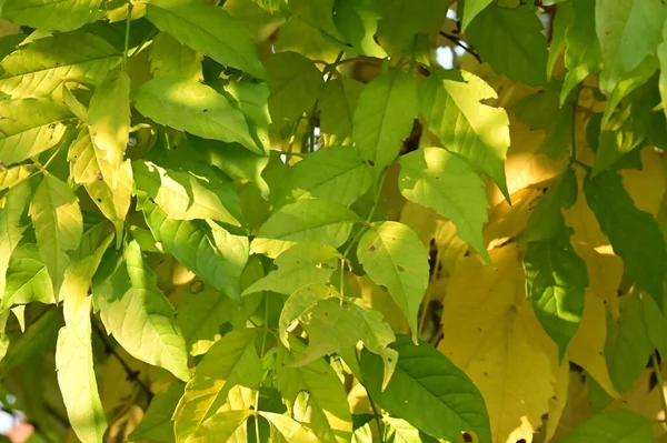 Herbst Bäume Hintergrund Äste Von Bäumen Park — Stockfoto