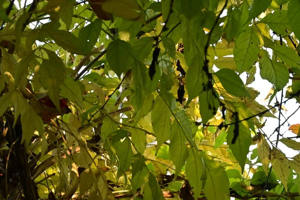 Őszi Fák Háttér Ágak Fák Parkban — Stock Fotó
