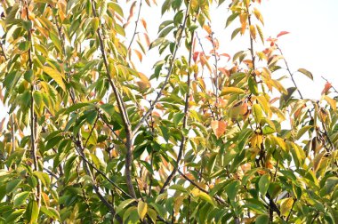 Sonbahar ağaçları arka planda, parktaki ağaç dalları