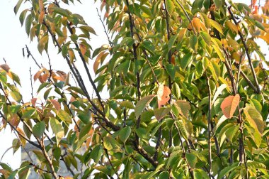 Sonbahar ağaçları arka planda, parktaki ağaç dalları