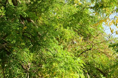 Sonbahar ağaçları arka planda, parktaki ağaç dalları