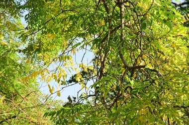 Sonbahar ağaçları arka planda, parktaki ağaç dalları