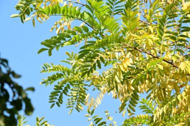 Sonbahar ağaçları arka planda, parktaki ağaç dalları