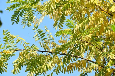 Sonbahar ağaçları arka planda, parktaki ağaç dalları