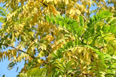 Sonbahar ağaçları arka planda, parktaki ağaç dalları