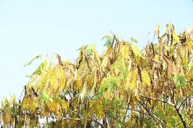 Sonbahar ağaçları arka planda, parktaki ağaç dalları