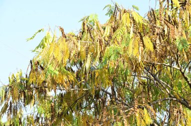 Sonbahar ağaçları arka planda, parktaki ağaç dalları